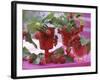 Small Bouquets of Raspberries and Redcurrants-Friedrich Strauss-Framed Photographic Print