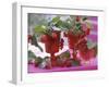 Small Bouquets of Raspberries and Redcurrants-Friedrich Strauss-Framed Photographic Print