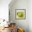 Small Bowl of Fruit I-Ethan Harper-Framed Art Print displayed on a wall