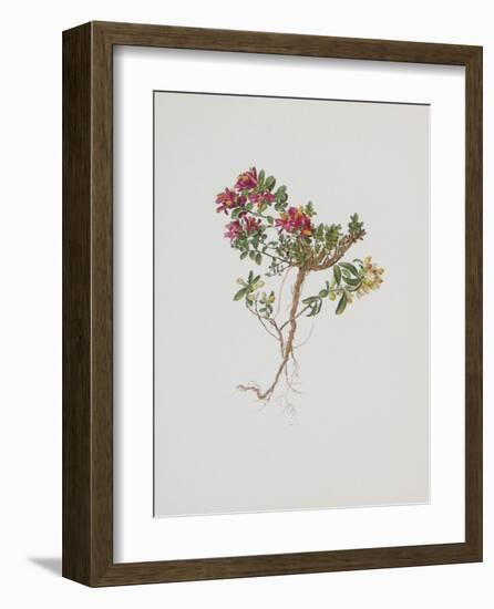 Small Boxwood-Moritz Michael Daffinger-Framed Collectable Print