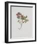 Small Boxwood-Moritz Michael Daffinger-Framed Collectable Print