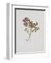 Small Boxwood-Moritz Michael Daffinger-Framed Collectable Print