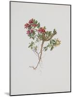 Small Boxwood-Moritz Michael Daffinger-Mounted Collectable Print
