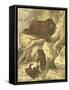 Small Brown Bear-Friedrich Specht-Framed Stretched Canvas