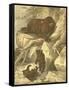 Small Brown Bear-Friedrich Specht-Framed Stretched Canvas