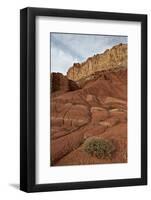 Small Bush in the Wash Near a Sandstone Butte-James Hager-Framed Photographic Print
