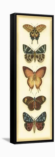 Small Butterfly Collector V-Chariklia Zarris-Framed Stretched Canvas