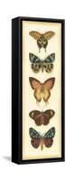 Small Butterfly Collector V-Chariklia Zarris-Framed Stretched Canvas