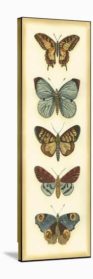 Small Butterfly Collector VI-Chariklia Zarris-Stretched Canvas