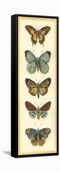 Small Butterfly Collector VI-Chariklia Zarris-Framed Stretched Canvas