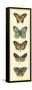 Small Butterfly Collector VI-Chariklia Zarris-Framed Stretched Canvas