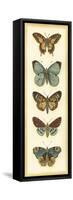 Small Butterfly Collector VI-Chariklia Zarris-Framed Stretched Canvas