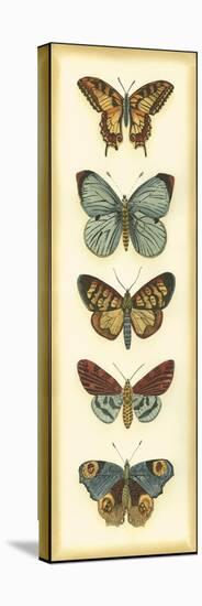 Small Butterfly Collector VI-Chariklia Zarris-Stretched Canvas