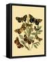 Small Butterfly Gathering III-Vision Studio-Framed Stretched Canvas