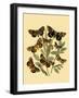 Small Butterfly Gathering III-Vision Studio-Framed Art Print