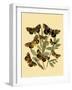 Small Butterfly Gathering III-Vision Studio-Framed Art Print