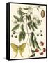 Small Catesby Butterfly and Botanical III-Mark Catesby-Framed Stretched Canvas