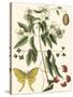 Small Catesby Butterfly and Botanical III-Mark Catesby-Stretched Canvas