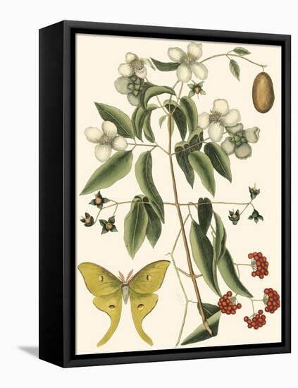 Small Catesby Butterfly and Botanical III-Mark Catesby-Framed Stretched Canvas