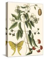 Small Catesby Butterfly and Botanical III-Mark Catesby-Stretched Canvas