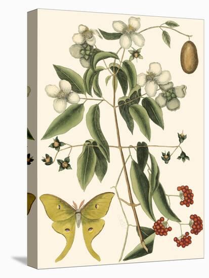 Small Catesby Butterfly and Botanical III-Mark Catesby-Stretched Canvas