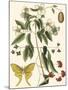 Small Catesby Butterfly and Botanical III-Mark Catesby-Mounted Art Print