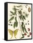 Small Catesby Butterfly and Botanical III-Mark Catesby-Framed Stretched Canvas