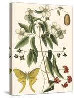 Small Catesby Butterfly and Botanical III-Mark Catesby-Stretched Canvas