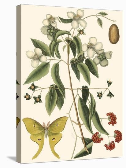 Small Catesby Butterfly and Botanical III-Mark Catesby-Stretched Canvas