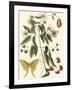 Small Catesby Butterfly and Botanical III-Mark Catesby-Framed Art Print