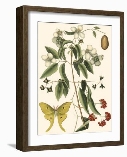 Small Catesby Butterfly and Botanical III-Mark Catesby-Framed Art Print