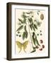 Small Catesby Butterfly and Botanical III-Mark Catesby-Framed Art Print