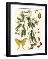 Small Catesby Butterfly and Botanical III-Mark Catesby-Framed Art Print