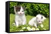 Small Cats in the Grass-volrab vaclav-Framed Stretched Canvas