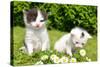 Small Cats in the Grass-volrab vaclav-Stretched Canvas