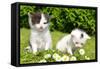 Small Cats in the Grass-volrab vaclav-Framed Stretched Canvas