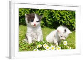 Small Cats in the Grass-volrab vaclav-Framed Photographic Print