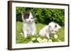 Small Cats in the Grass-volrab vaclav-Framed Photographic Print
