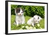 Small Cats in the Grass-volrab vaclav-Framed Photographic Print