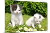 Small Cats in the Grass-volrab vaclav-Mounted Photographic Print