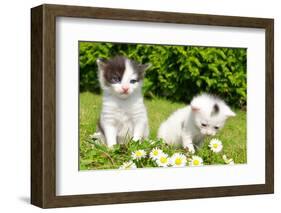 Small Cats in the Grass-volrab vaclav-Framed Photographic Print