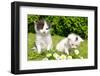 Small Cats in the Grass-volrab vaclav-Framed Photographic Print