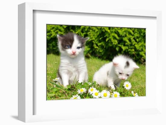 Small Cats in the Grass-volrab vaclav-Framed Photographic Print
