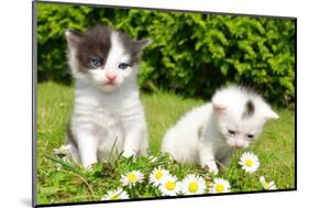 Small Cats in the Grass-volrab vaclav-Mounted Photographic Print