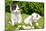 Small Cats in the Grass-volrab vaclav-Mounted Photographic Print