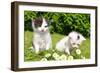 Small Cats in the Grass-volrab vaclav-Framed Photographic Print