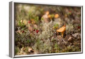 Small chanterelle (Cantharellus cibarius) growth middle of lichen-Paivi Vikstrom-Framed Photographic Print