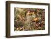 Small chanterelle (Cantharellus cibarius) growth middle of lichen-Paivi Vikstrom-Framed Photographic Print