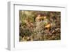 Small chanterelle (Cantharellus cibarius) growth middle of lichen-Paivi Vikstrom-Framed Photographic Print