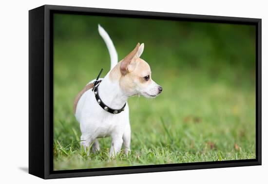 Small Chihuahua Dog Standing on a Green Grass Park with a Shallow Depth of Field-Kamira-Framed Stretched Canvas